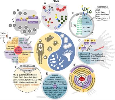 Pathogen-Host Interaction Repertoire at Proteome and Posttranslational Modification Levels During Fungal Infections